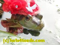 /home//u458753944/public_html/sourcegallery//Frogs/More bullfrogs/P8180175.JPG